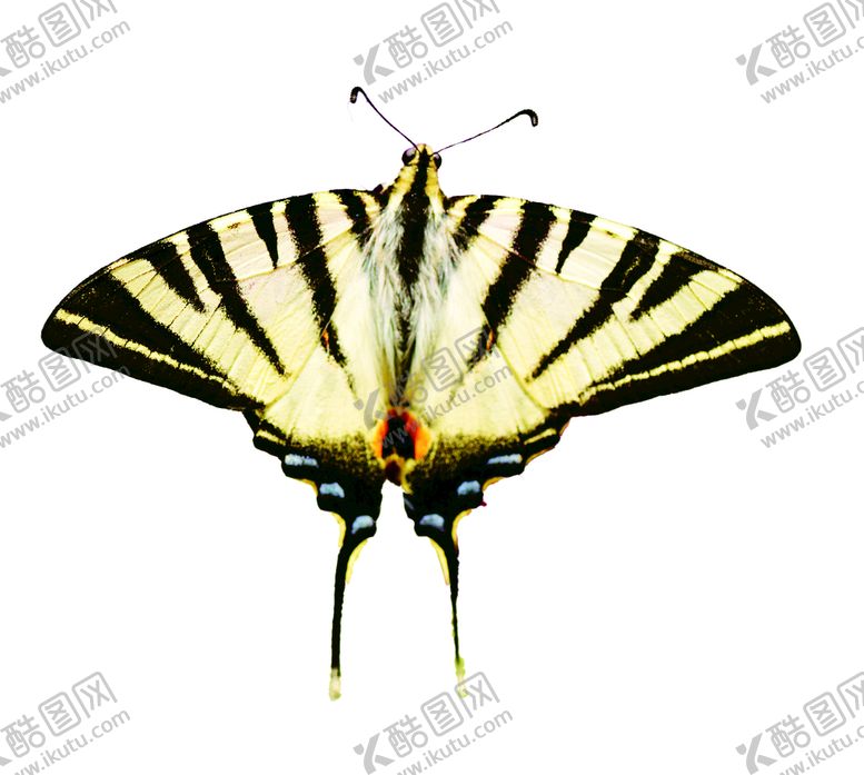 编号：50071301261753387276【酷图网】源文件下载-蝴蝶