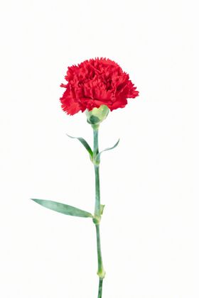康乃馨鲜花