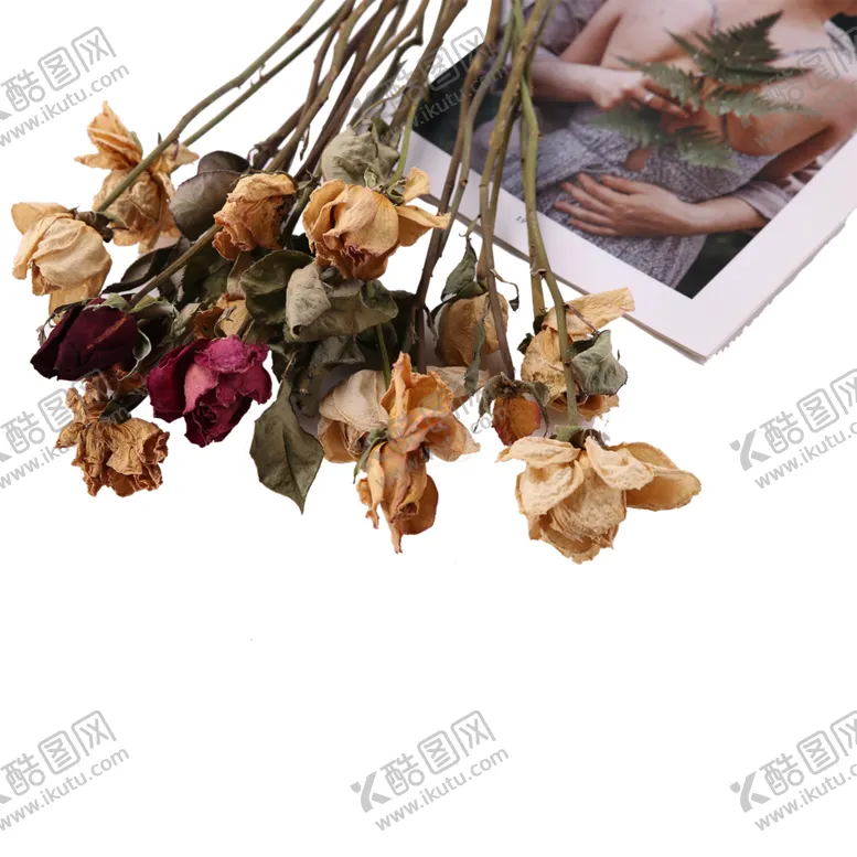 编号：43114406280350305786【酷图网】源文件下载-免抠背景干花枯花