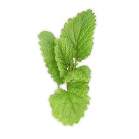 薄荷