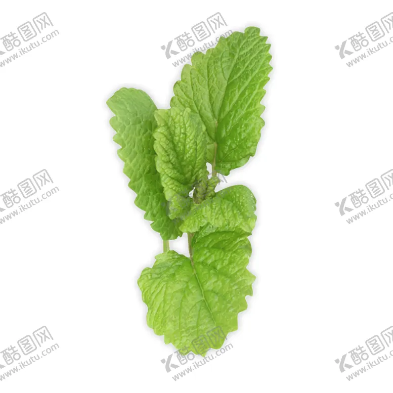 编号：58233406251807573856【酷图网】源文件下载-薄荷