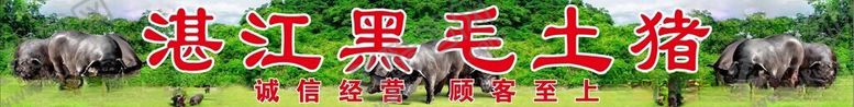 编号：30413201280038581930【酷图网】源文件下载-湛江黑毛土猪