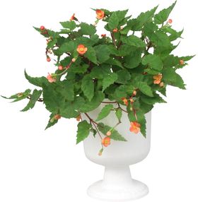 低矮花卉
