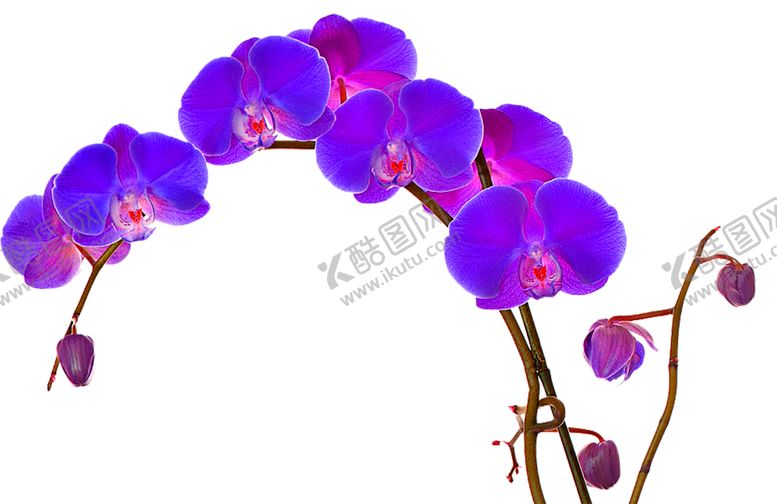 编号：12830305041332202200【酷图网】源文件下载-鲜花素材