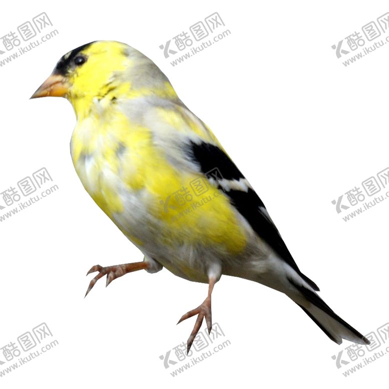 编号：86140106240128525596【酷图网】源文件下载-黄丽