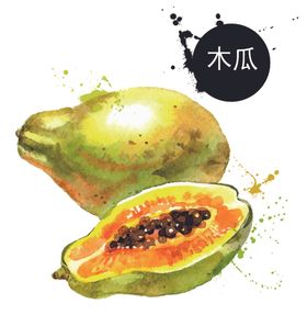 手绘木瓜插画彩绘木瓜矢量水果