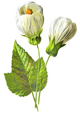 复古花朵植物图案