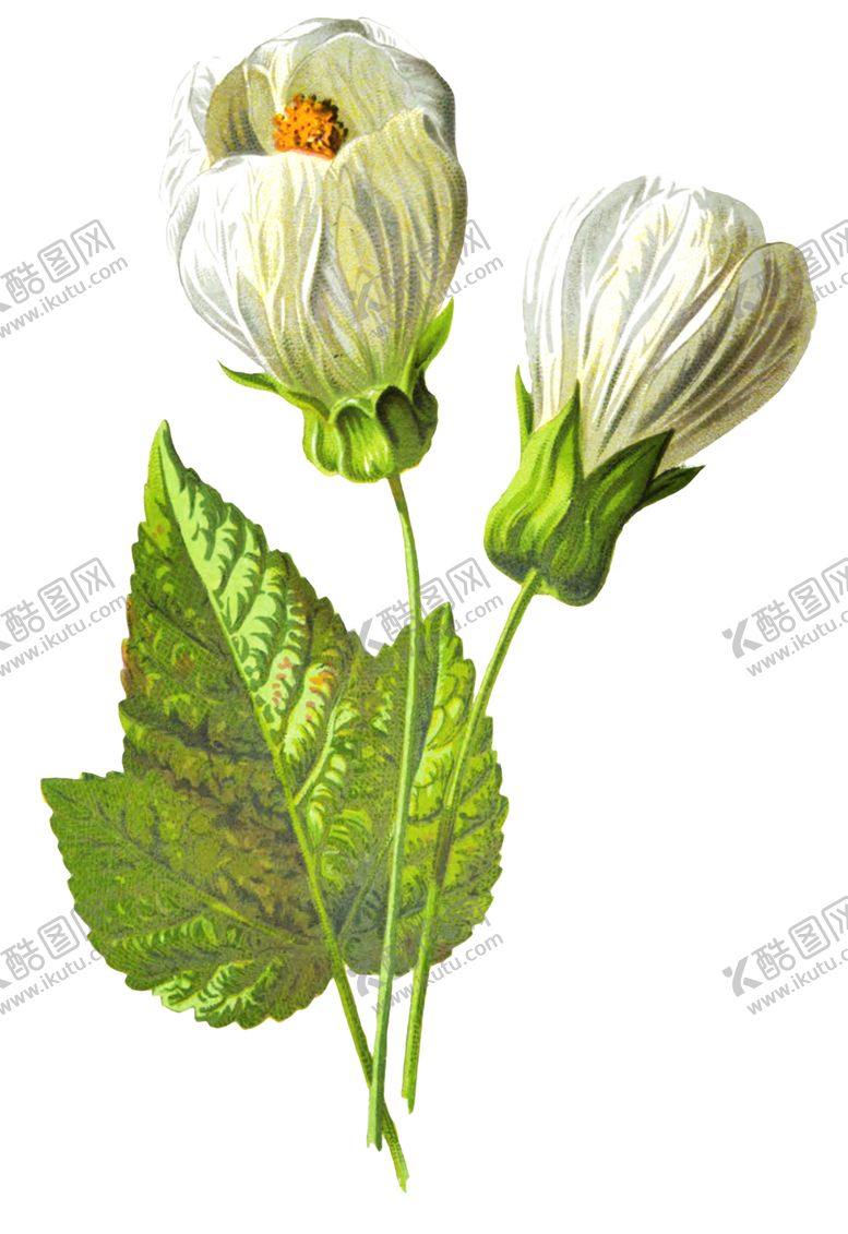 编号：44021510132230529032【酷图网】源文件下载-复古花朵植物图案