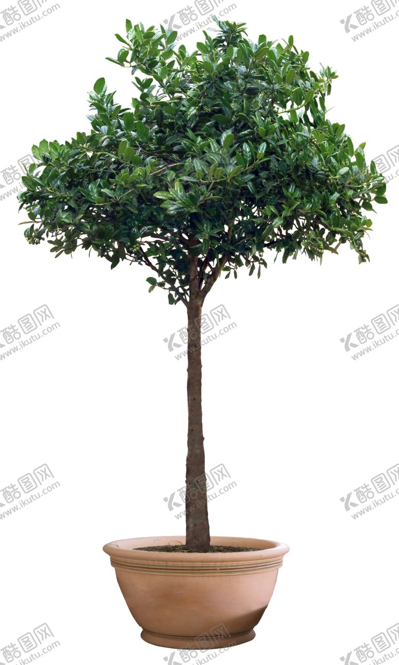 编号：77752609282113153910【酷图网】源文件下载-园林植物