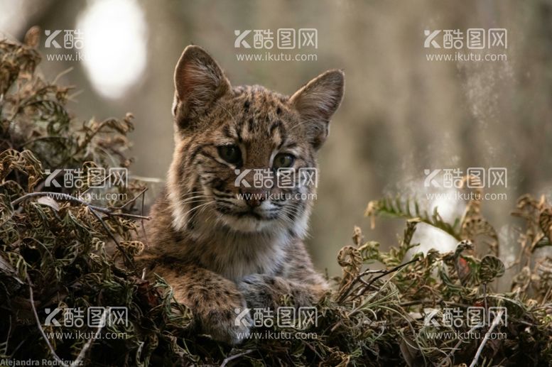 编号：23642212142116523250【酷图网】源文件下载-猞猁