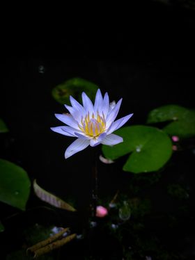百合花自然景观摄影草植物