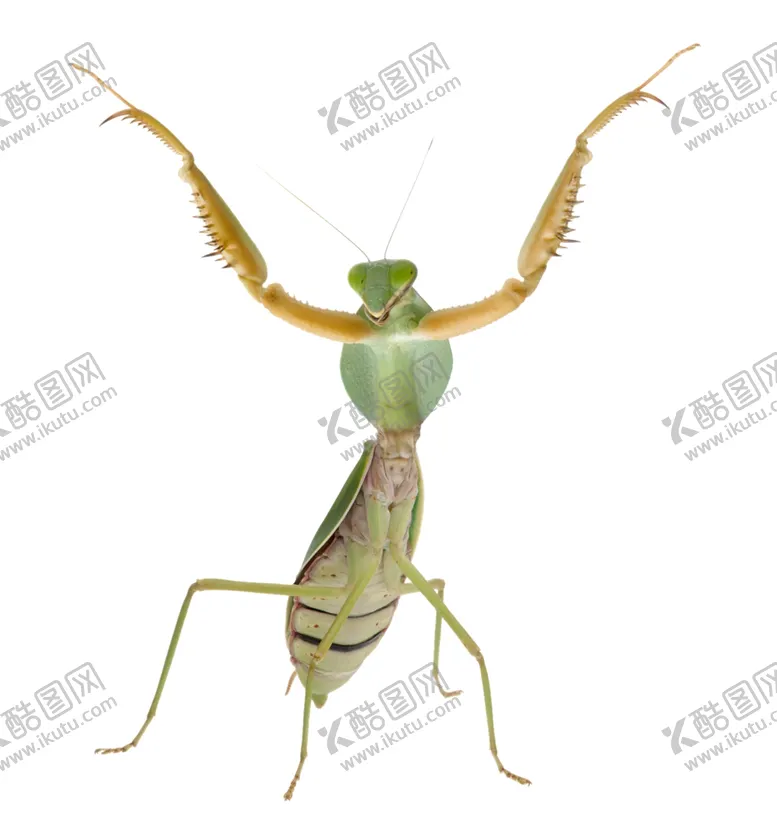 编号：50528904161220514845【酷图网】源文件下载-螳螂
