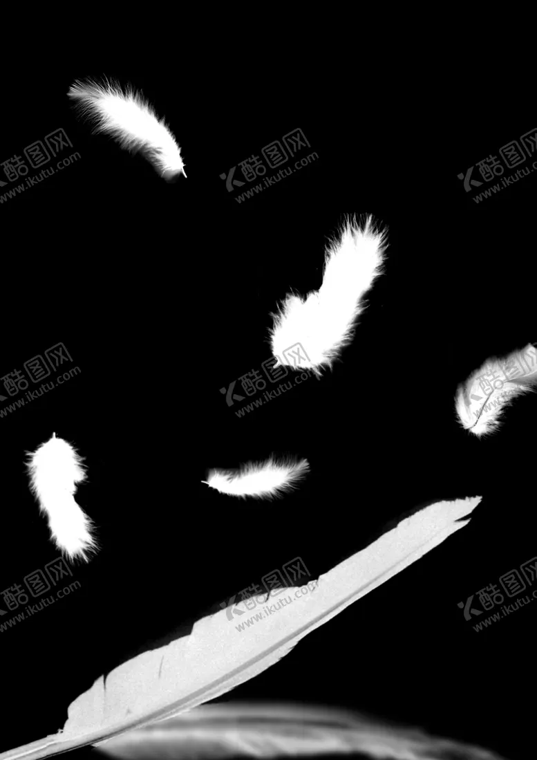 编号：40276006261844522089【酷图网】源文件下载-羽毛