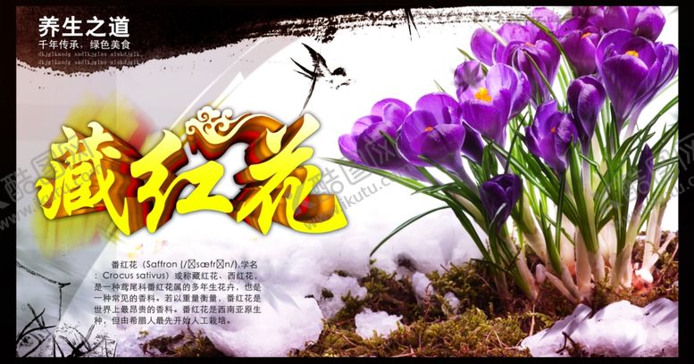 藏红花海报药材养生补血中药