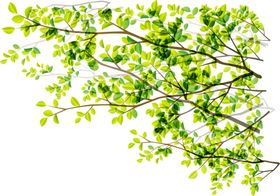 植物墙纸背景墙效果图免扣边框