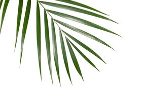 树叶自然清新卡通海报素材