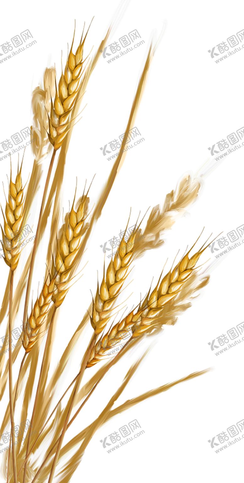编号：52653110190141254002【酷图网】源文件下载-透明小麦png素材