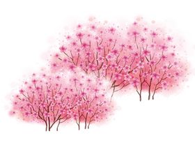 樱花装饰素材