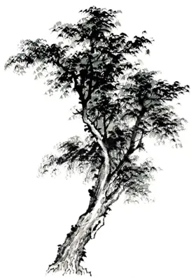 水墨中国风迎客松