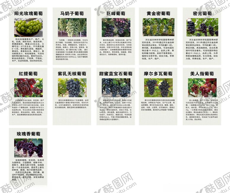 编号：18681411211653376511【酷图网】源文件下载-葡萄品种介绍
