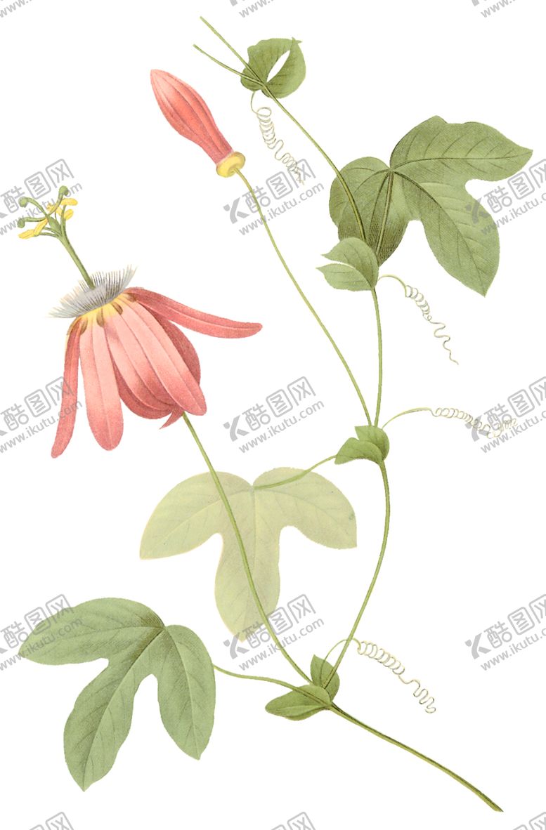 编号：91362009300559391897【酷图网】源文件下载-植物花卉油画装饰画