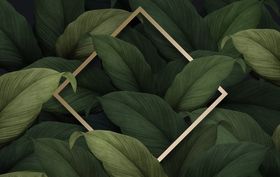 植物装饰边框素材