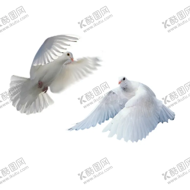 编号：80071706292138042934【酷图网】源文件下载-和平鸽