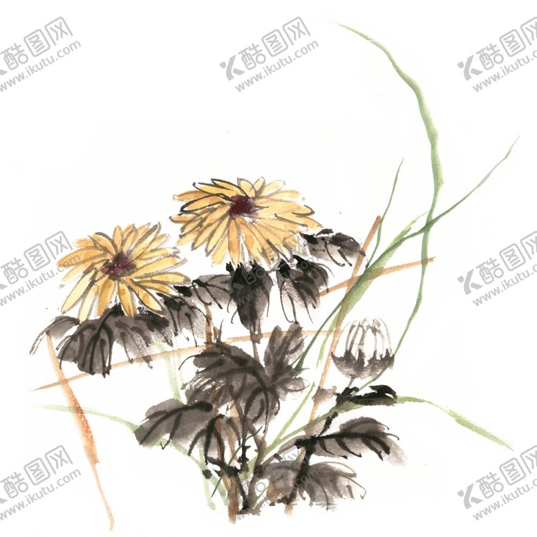 编号：72154306241051482774【酷图网】源文件下载-菊花素材