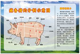 猪肉分割图  产品图