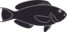 海洋生物系列海鱼