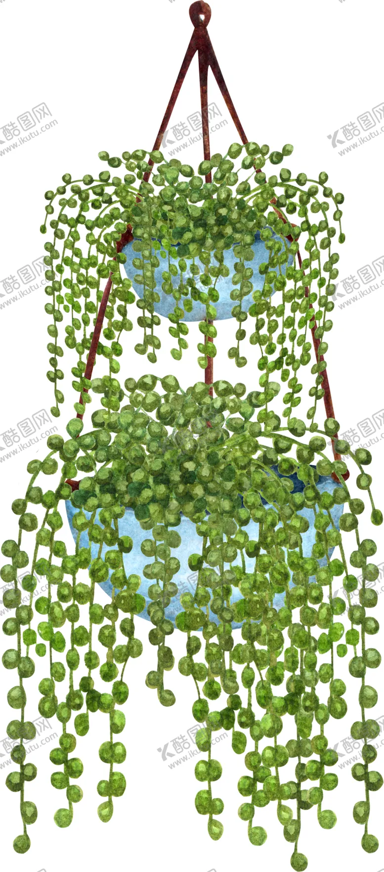 编号：53226506281357597692【酷图网】源文件下载-吊兰水彩插画