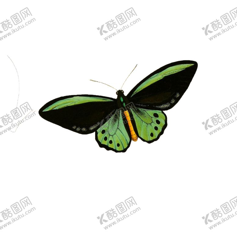 编号：16331405031648512201【酷图网】源文件下载-蝴蝶透明PNG免扣
