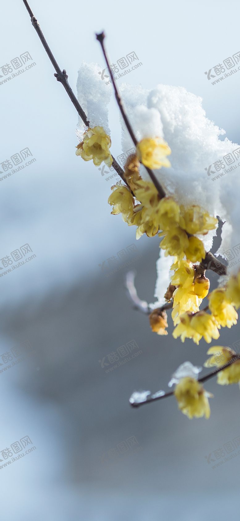 编号：59658309221010591037【酷图网】源文件下载-手机壁纸