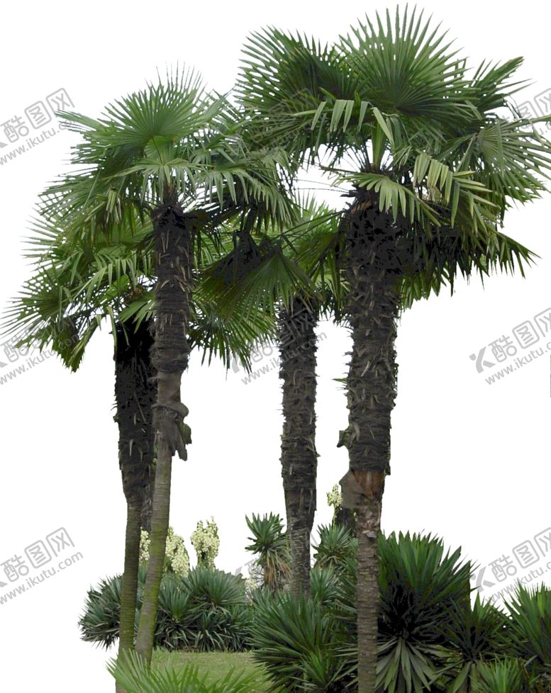 编号：15392610291822411358【酷图网】源文件下载-老人葵