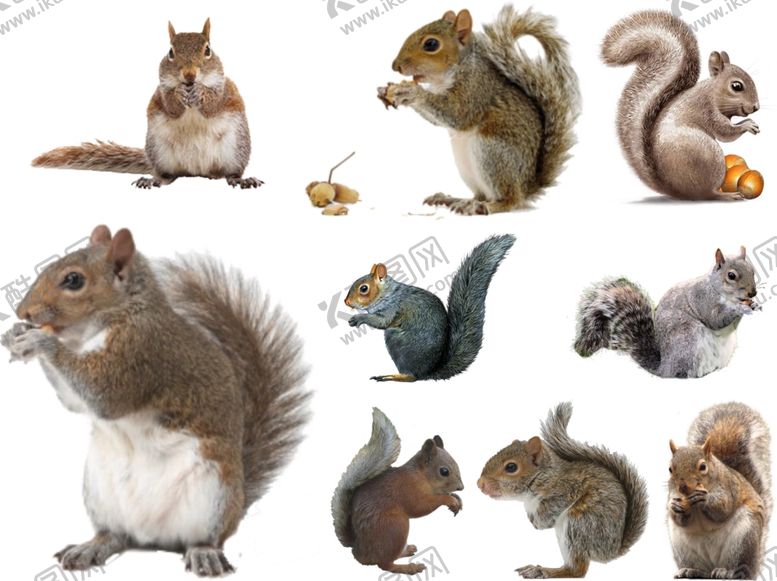 编号：41463709271852043093【酷图网】源文件下载-松鼠png免扣高清素材