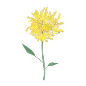 菊花