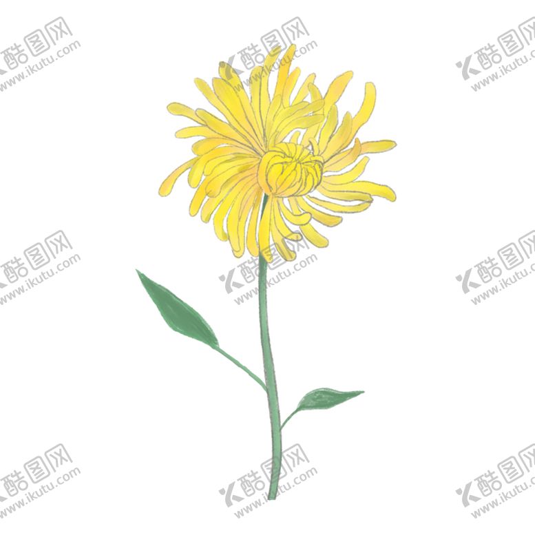 编号：62799609231410269318【酷图网】源文件下载-菊花