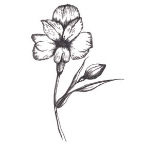 简笔绘画植物花朵