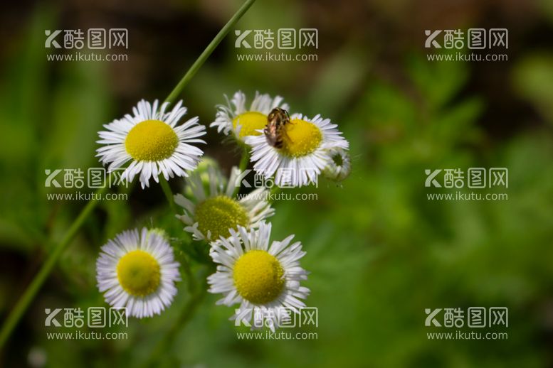 编号：24064712161559179120【酷图网】源文件下载-野菊花