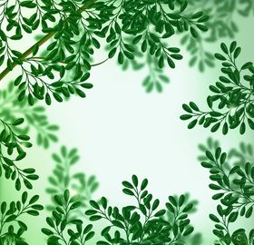 植物