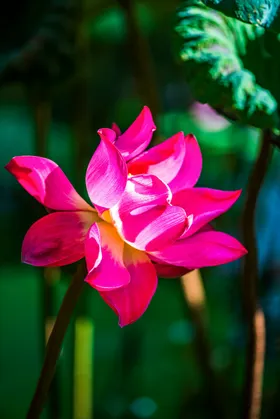 百合花摄影自然景观植物绽放