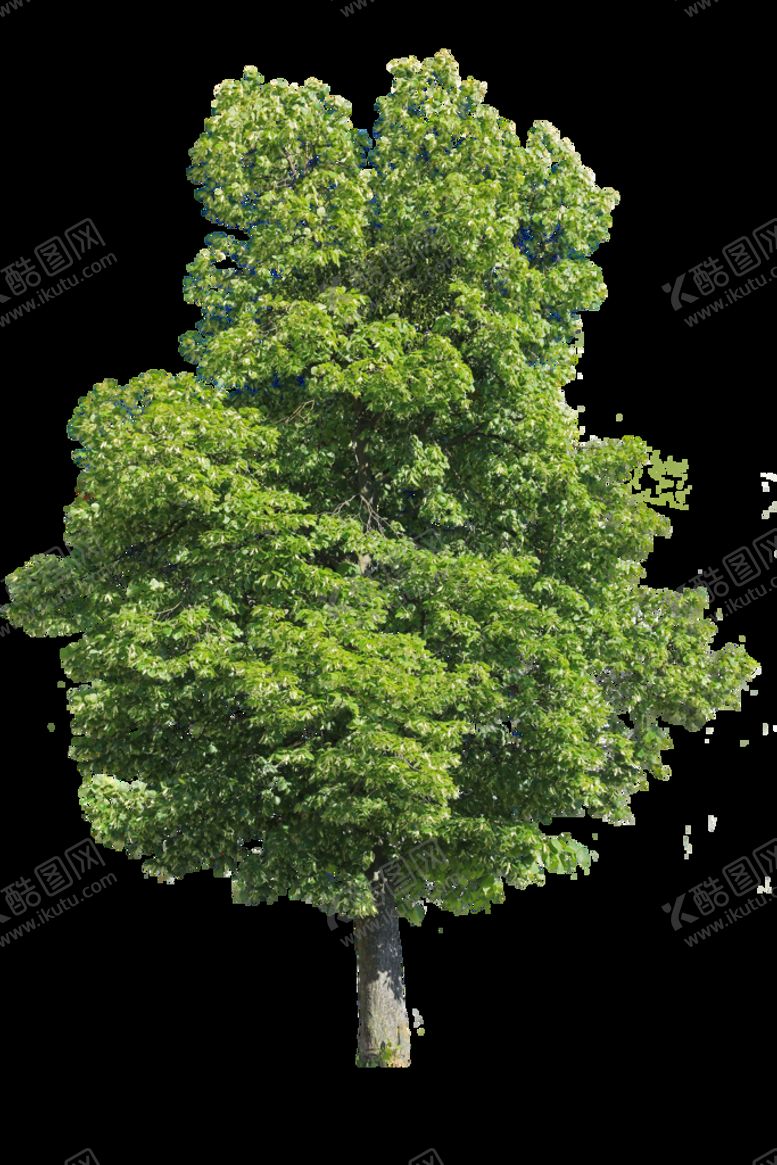 编号：27169010072138372904【酷图网】源文件下载-植物元素树木大树