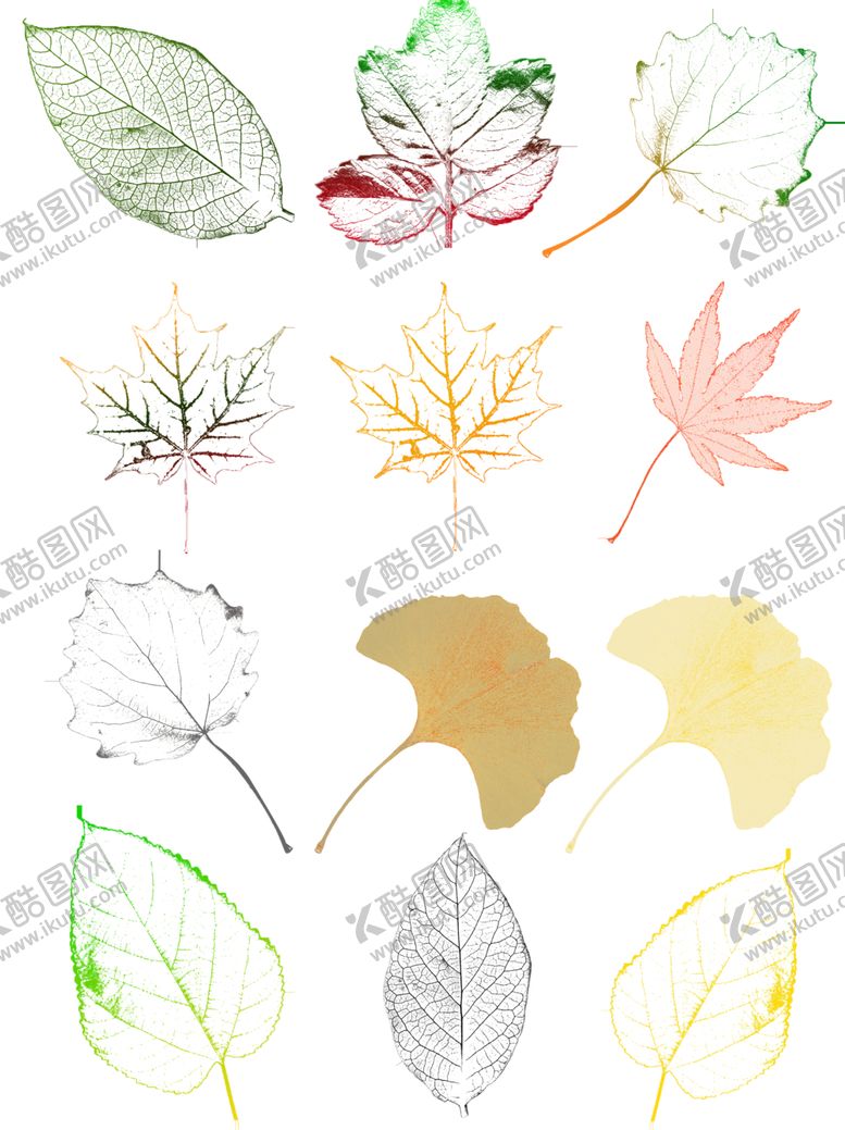 编号：82652110270822156036【酷图网】源文件下载-树叶纹路脉络