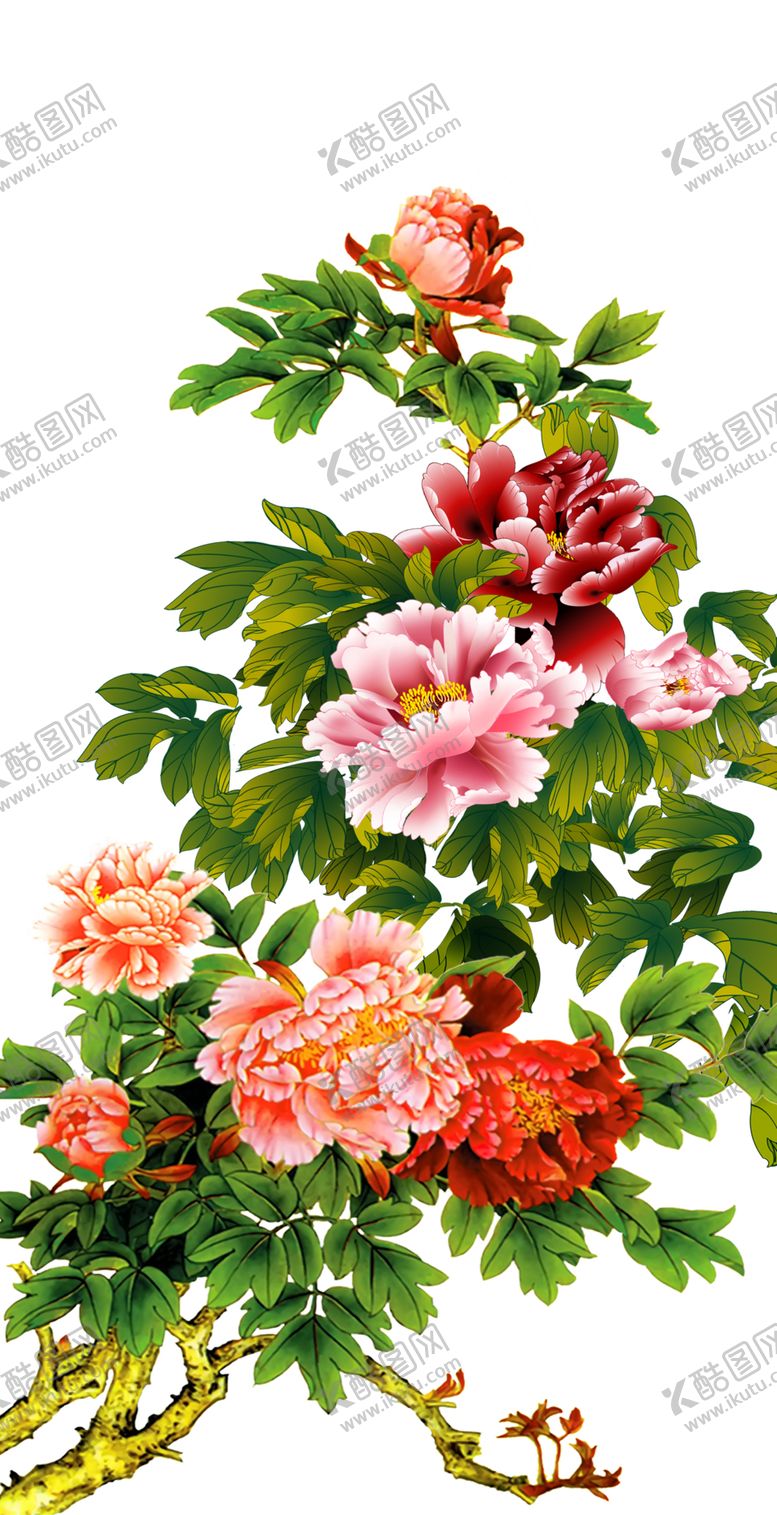 编号：22413006250757285542【酷图网】源文件下载-牡丹花