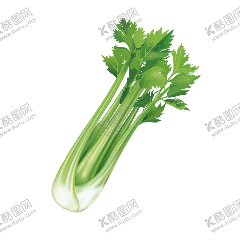 编号：74239010010754385409【酷图网】源文件下载-芹菜