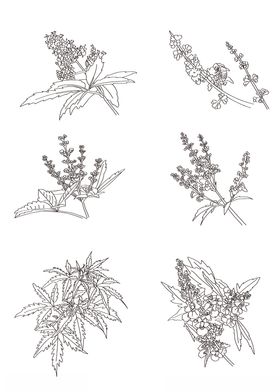 花朵线条荆条荆条花荆条线
