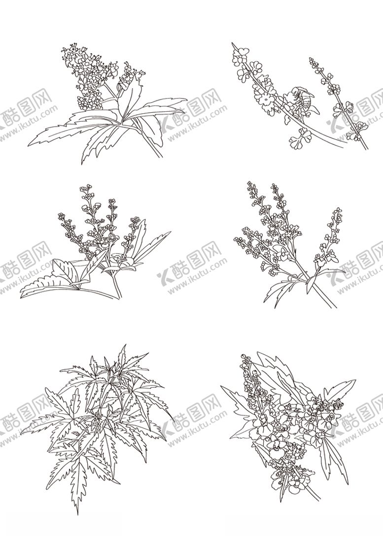 编号：77280210250241545633【酷图网】源文件下载-花朵线条荆条荆条花荆条线