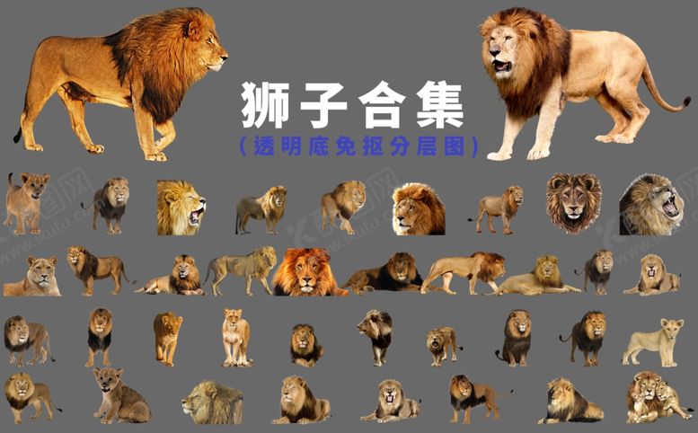 编号：47864409280239366231【酷图网】源文件下载-狮子