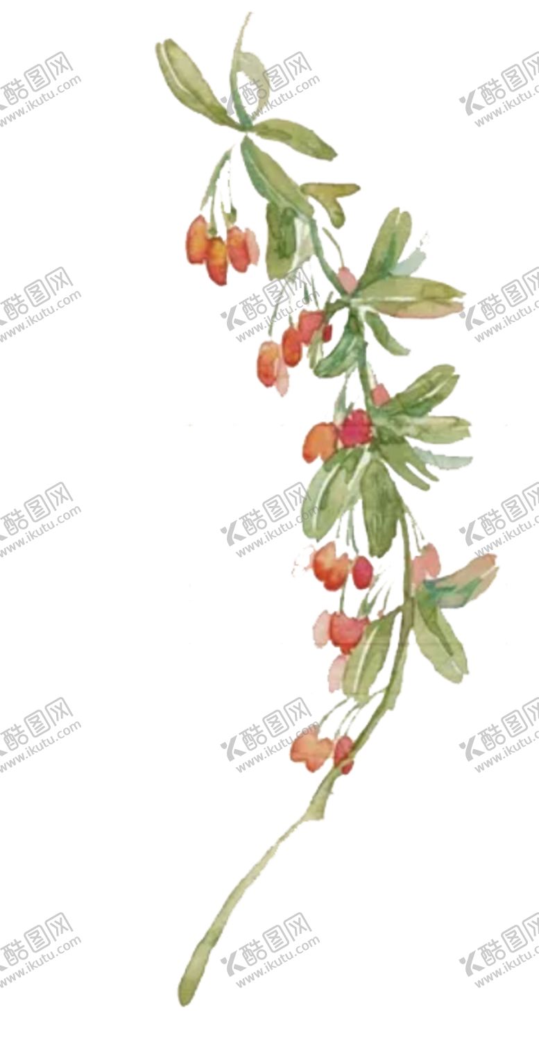 编号：18246311011325393528【酷图网】源文件下载-手绘枸杞