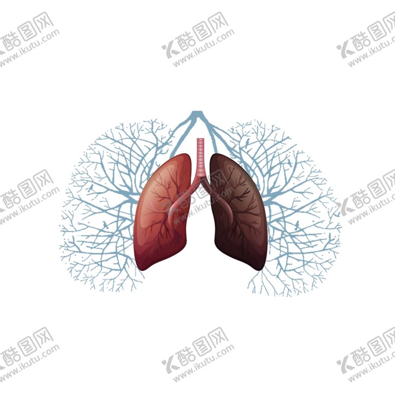 编号：70624707070211116420【酷图网】源文件下载-肺部插画